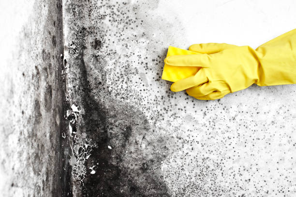 Best Attic Mold Removal  in Scottville, MI