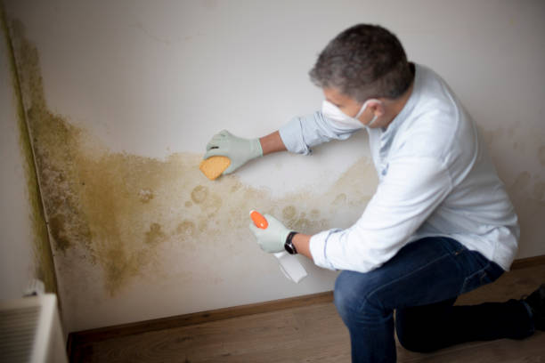 Best Industrial Mold Remediation  in Scottville, MI