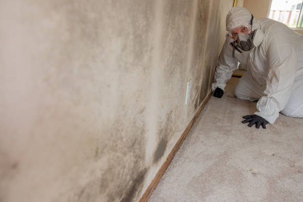 Best Forensic Mold Investigation  in Scottville, MI
